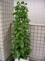 راهنمای نگهداری و پرورش گیاهان آپارتمانی - سینداپسوس